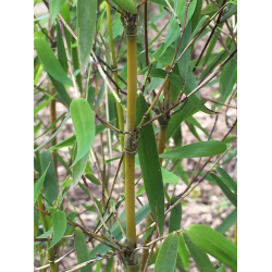 Fargesia Jiuzhaigou B1