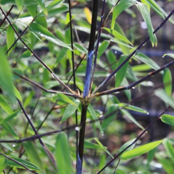 Fargesia demissa gerry