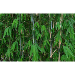 Fargesia schensbossen