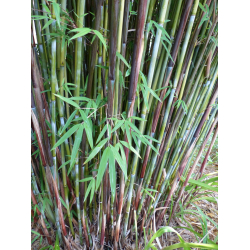 Fargesia angustissima