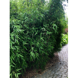 Fargesia nitida 'Blackpearle' 5L