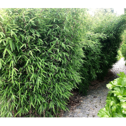 Fargesia nitida 'Blackpearle' 5L