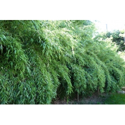 Fargesia denudata 'Lancaster’