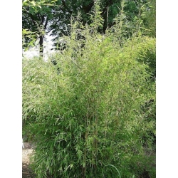 Fargesia nitida 'Great Wall'