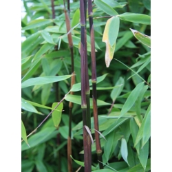 Fargesia nitida 'Viking'