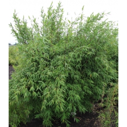 Fargesia nitida 'Winterjoy'