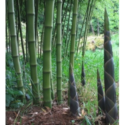 Phyllostachys atrovaginata