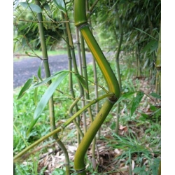 Phyllostachys aureosulcata