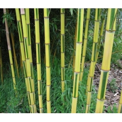 Phyllostachys aureosulcata Spectabilis