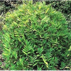 Pleioblastus pygmaeus 'Distichus'