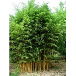 Phyllostachys aureosulcata Aureocaulis