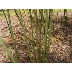 Phyllostachys flexuosa