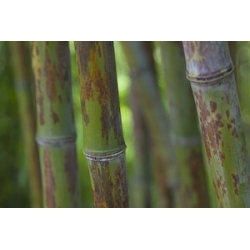 Phyllostachys nigra 'Boryana'
