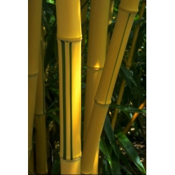 Phyllostachys vivax 'Aureocaulis'