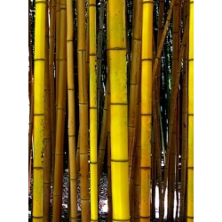 Phyllostachys aureosulcata Aureocaulis