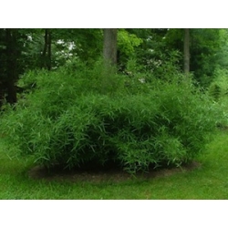 Phyllostachys humilis