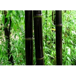 Phyllostachys nigra