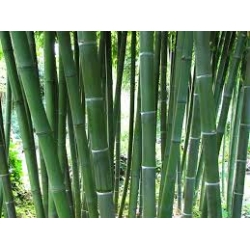 Phyllostachys parvifolia