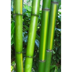 Phyllostachys vivax 'Huanwhenzu'