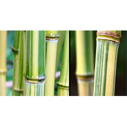 Phyllostachys aureosulcata Argus