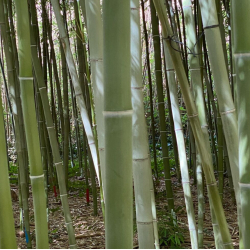 Phyllostachys nigra 'Henonis'