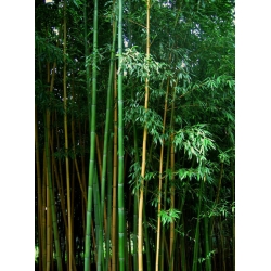 Phyllostachys vivax 'Mclure'