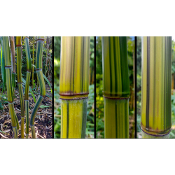 Phyllostachys aureosulcata Argus