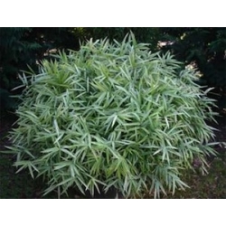 Pleioblastus chino 'Eligantisima'