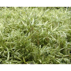 Pleioblastus shibuyanus/chino 'Tsuboi'