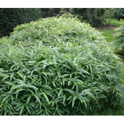 Pleioblastus viridistriatus 'Vagans'