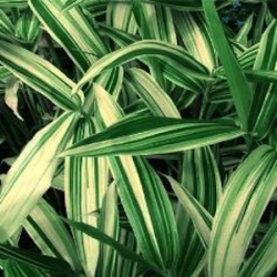 Sasaella masamuneana 'Albostriata'