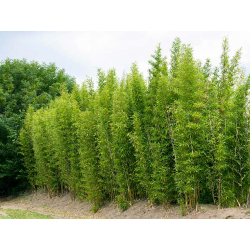 Semiarundinaria fastuosa 'Viridis'