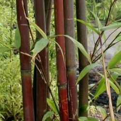 Semi - arundinaria fasuosa