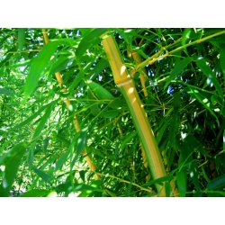 Phyllostachys vivax 'Huanhenzu inversa'