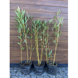 Phyllostachys bissetii 2,5L