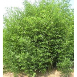 Phyllostachys bissetii