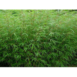 Fargesia angustissima