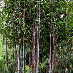 Fargesia demissa gerry