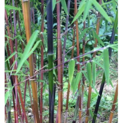 Fargesia Jiuzhaigou B1