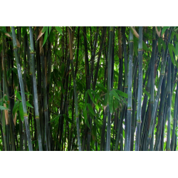 Fargesia schensbossen