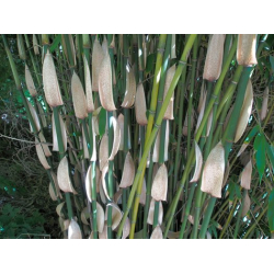 Fargesia robusta 'Wolong'
