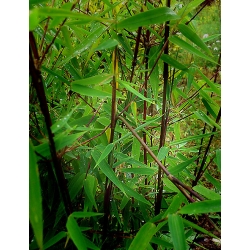 Fargesia Greendragon