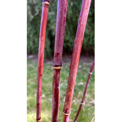 Fargesia Jiuzhaigou 2,5L  (Red Dragon) - 100cm