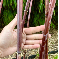 Fargesia Jiuzhaigou 2,5L  (Red Dragon) - 100cm