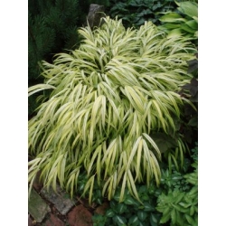 Hakonechloa smukła 'Stripe It Rich'