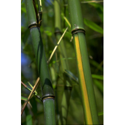 Phyllostachys aureosulcata