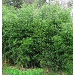 Phyllostachys aureosulcata