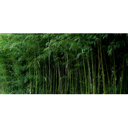 Phyllostachys aureosulcata