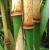 Fargesia robusta 'Wolong'