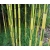 Phyllostachys aureosulcata Spectabilis